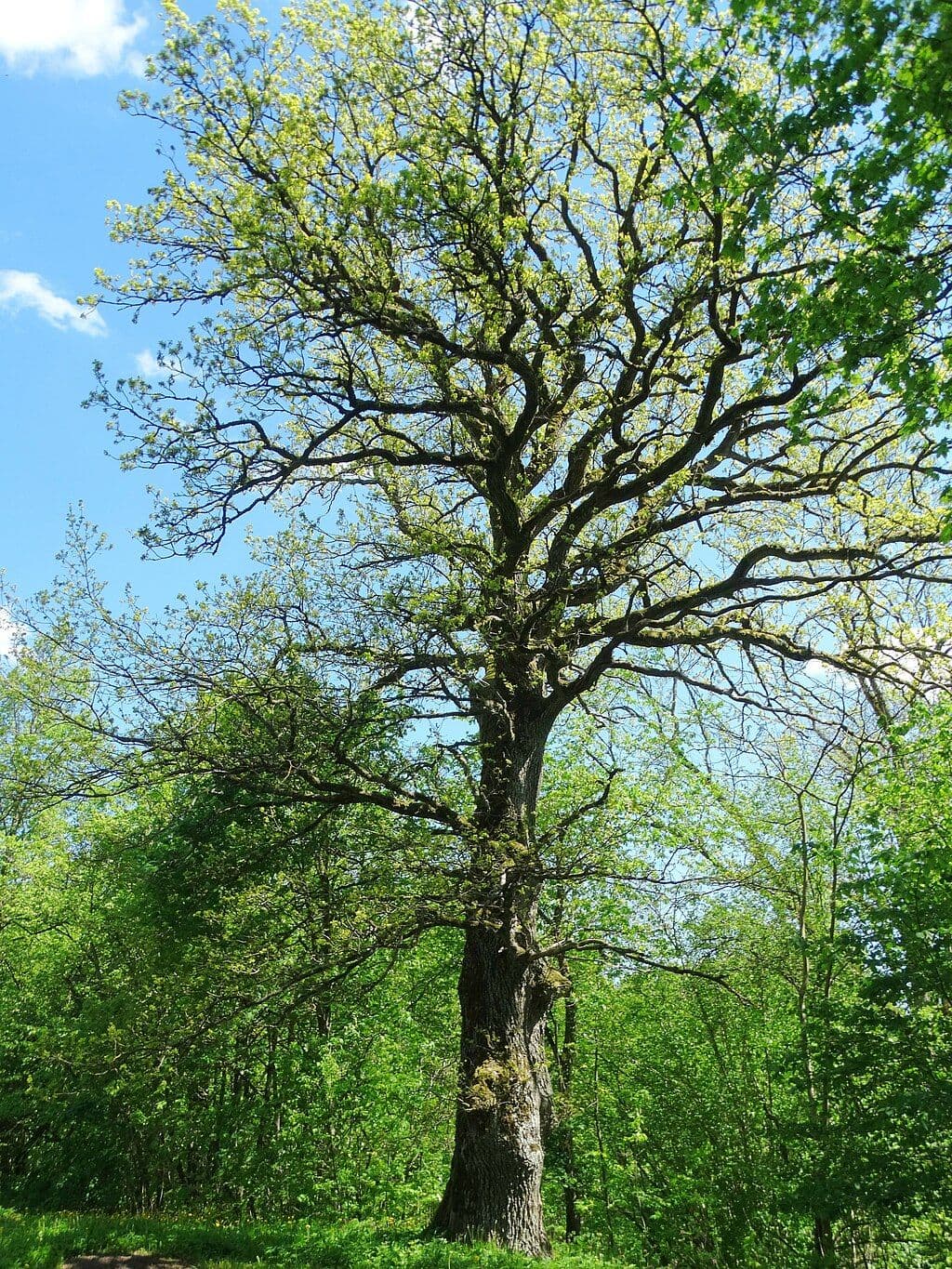 Tamošaičių_ąžuolas_1.JPG